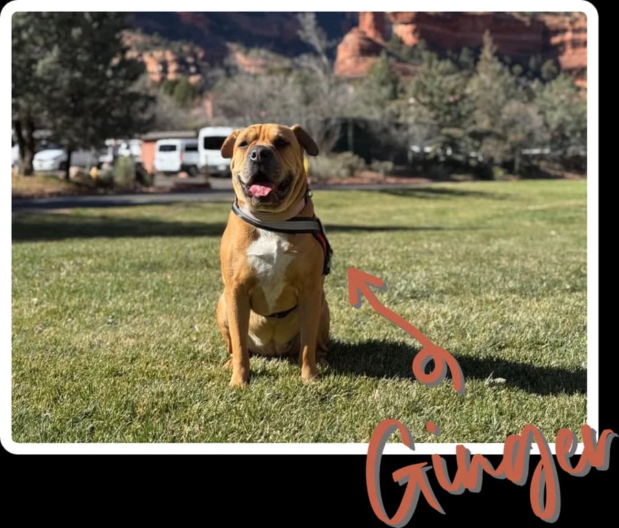 Ginger, the founder's dog, sitting on a sunny lawn below red rocks, with her name handwritten and an arrow pointing to her